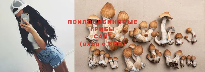 Галлюциногенные грибы Cubensis  Жиздра 